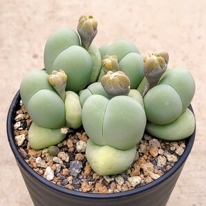 【自家採種“種子”/100粒】Gibbaeum heathii (SB 799)/ギバエウム 銀光玉//多肉植物/白花の画像1