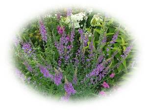 宿根リナリア 紫　90粒　プルプレア　耐寒性多年草　種　5年自家採取　花が大好き　
