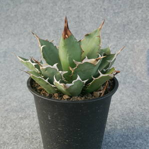 【鉢ごと発送】アガベ チタノタ オテロイ / Agave Titanota oteroi /2023-5-10-002の画像4