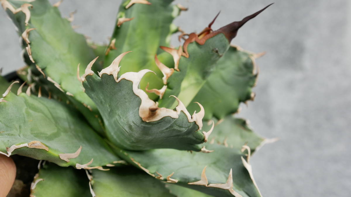 鉢ごと発送】アガベ チタノタ 夕映厳龍 / Agave Titano | JChere