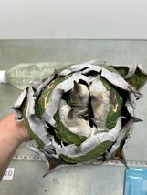 ワ310 「多肉植物」アガベ　チタノタ　中　抜き苗【傷あり・Agave titanota・5/26最新到着】_画像6