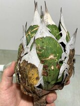 ワ310 「多肉植物」アガベ　チタノタ　中　抜き苗【傷あり・Agave titanota・5/26最新到着】_画像10