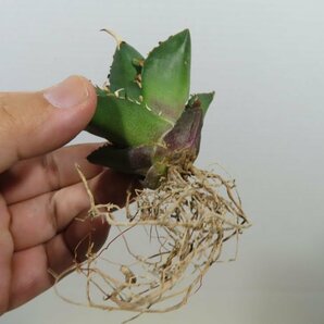 JSQ010036 「多肉植物」アガベ チタノタ ハデス 黒帝斯 抜き苗【Agave titanota Hades・恐竜牙歯・リュウゼツラン】の画像7