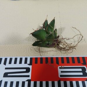 JSQ010038 「多肉植物」アガベ チタノタ ハデス 黒帝斯 抜き苗【Agave titanota Hades・恐竜牙歯・リュウゼツラン】の画像2