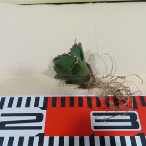 JSQ010036 「多肉植物」アガベ チタノタ ハデス 黒帝斯 抜き苗【Agave titanota Hades・恐竜牙歯・リュウゼツラン】の画像2