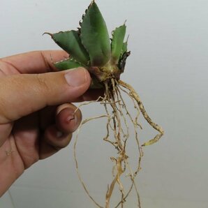 JSQ010005 「多肉植物」アガベ チタノタ “黒鯨” 抜き苗【Agave Titanota “Black Whale・リュウゼツラン】の画像5