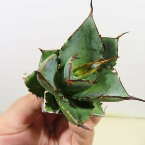 JSQ010039 「多肉植物」アガベ チタノタ ハデス 黒帝斯 抜き苗【Agave titanota Hades・恐竜牙歯・リュウゼツラン】の画像1