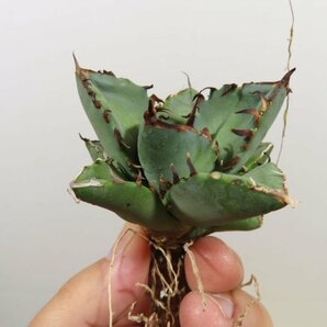 JSQ010009 「多肉植物」アガベ チタノタ “黒鯨” 抜き苗【Agave Titanota “Black Whale・リュウゼツラン】の画像5