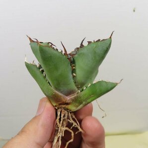 JSQ010321 「多肉植物」アガベ チタノタ “黒鯨” 抜き苗【Agave Titanota “Black Whale・リュウゼツラン】の画像4