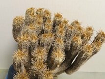 ロ3096 「多肉植物」ユーフォルビア　ギラウミニアナ　大 抜き苗【マダガスカル・Euphorbia guillauminiana】_画像8