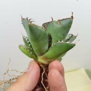 JSQ010326 「多肉植物」アガベ チタノタ “黒鯨” 抜き苗【Agave Titanota “Black Whale・リュウゼツラン】の画像4