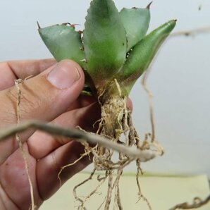 JSQ010325 「多肉植物」アガベ チタノタ “黒鯨” 抜き苗【Agave Titanota “Black Whale・リュウゼツラン】の画像4