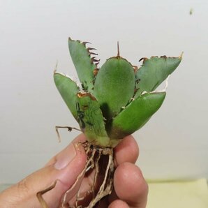 JSQ010322 「多肉植物」アガベ チタノタ “黒鯨” 抜き苗【Agave Titanota “Black Whale・リュウゼツラン】の画像5