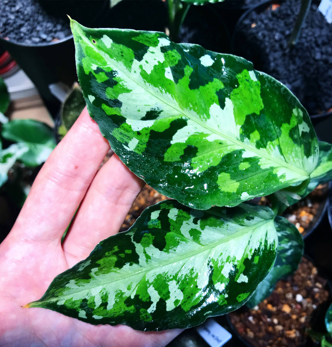 豊富なギフト豊富なギフトアグラオネマ ピクタム(出品23219) 植物