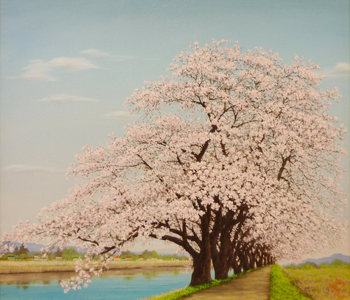 オススメ作品! 志田寛 10F ｢桜(白石川にて)｣, 絵画, 油彩, 自然, 風景画