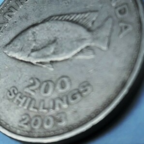 ウガンダ アフリカ 2003年 シクリッド カワスズメ科の淡水魚ティラピア 紋章 200Shillingsシリング ♪ 送63円～の画像3