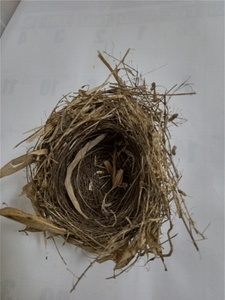 ＠＠＠希少　天然もの　小鳥　小鳥の巣　野鳥　野鳥の巣　自然観察　学習観察　インテリア　雑貨　オブジェ　ディスプレィ　めずらしや　