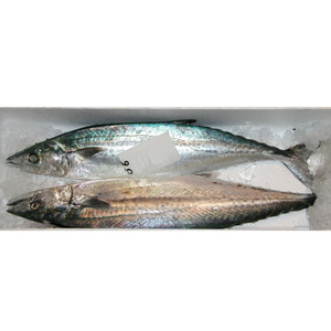  sashimi для три слоя префектура производство, Tokushima производство, Ooita производство рыбалка .(...)1 хвост 2.0kg передний и задний (до и после) [ местного производства ]*. земля 