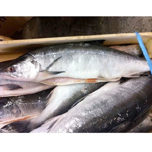 時鮭 冷凍 　1尾約２kg前後　 サケ 北海道産さけ シャケ しゃけ