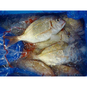  genuine sea bream 1 tail approximately 1.2kg rom and rear (before and after) Thai want 