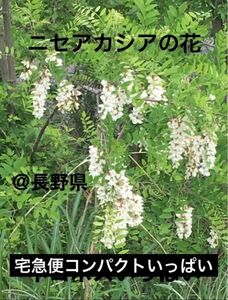 ◆シーズン終了◆ニセアカシアの花　宅急便コンパクトいっぱい 山野草