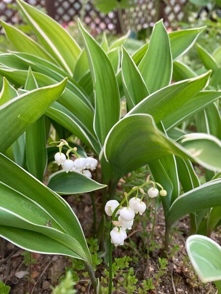 山野草 珍しい 斑入り日本スズラン 1本 花あり
