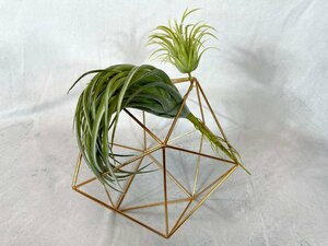 TS4237_Ts◆モデルR展示品◆インテリア小物 人工観葉植物&器◆花瓶◆器：W265 H214 D257◆