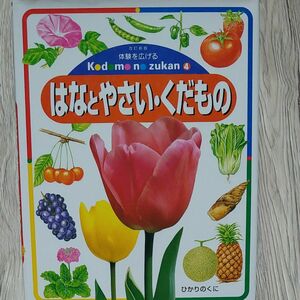 体験を広げるこどものずかん　４ （体験を広げるこどものずかん　　　４） （改訂新版） 牧野　公夫　編