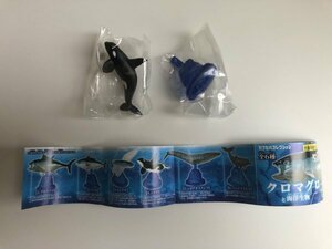内袋未開封　エポック社　カプセルコレクション　クロマグロと海洋生物　4 シャチ　生き物 魚 フィギュア ガチャ