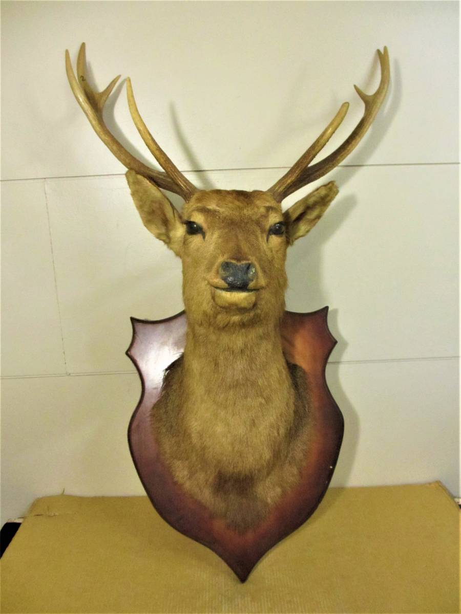 ヤフオク! -「鹿 剥製」(アンティーク、コレクション) の落札相場