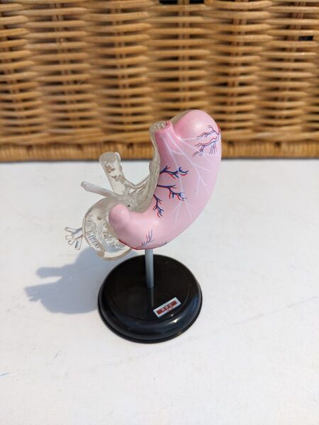 こどもの事典 人体解剖図鑑 胃模型 ユージン 人体模型