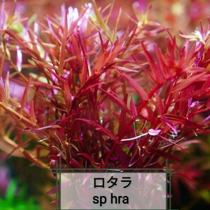 【赤系】4種 水草セット 水中葉 ロタラブラッドレッド sp hra  マクランドラ ルドウィジアスーパーレッドの画像4