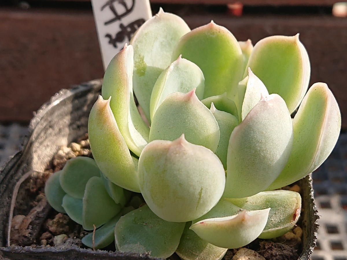 春新作の 月影の宵 多肉植物 エケベリア カット苗 群生 植物/観葉植物