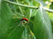 SDGsエスディージーズ 益虫活用 自然菜園。