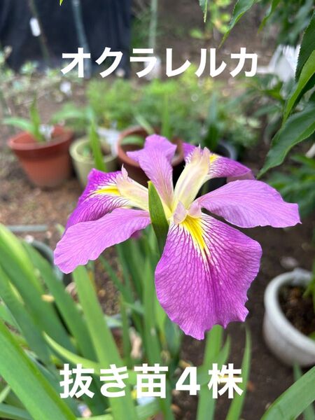 オクラレルカ(赤紫色)抜き苗4株