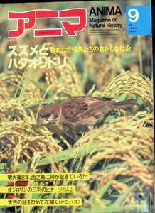 アニマ　1982年9月号　No.115　スズメとハタオリドリ　噴火後8年、西ノ島　オジロワシのヒナ　オニバス　平凡社　YB230508M1