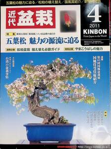 月刊 近代盆栽　KINBON　2011年4月号　五葉松　魅力の源流に迫る 近代出版　YB230505S1