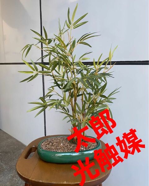 光触媒　人工観葉植物　ウォールグリーン　フェイクグリーン　笹竹鉢植え