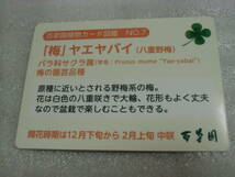 即決 京王 百草園 八重野梅 ヤエヤバイ 梅 カード 植物カード図鑑 No.7 梅の園芸品種 花_画像2
