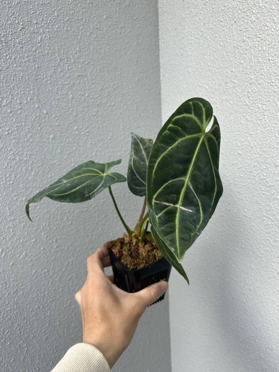 Anthuriumの値段と価格推移は?|274件の売買情報を集計したAnthurium Anthuriumの値段と価格推移は?|274件の売買情報を集計したAnthurium