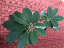 カポック（シェフレラ）観葉植物　2本　葉がきれい　ハイドロボール_画像1