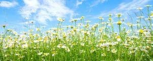  camomile . blue empty flower field flower garden panorama picture manner wallpaper poster extra-large panorama version 1440×576mm is ... seal type 103P1