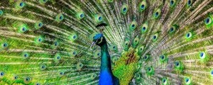 孔雀 孔雀の飾り羽 パノラマ 芸術の羽 クジャク 花壇 青緑 鳥 壁紙ポスター 特大パノラマ版 1440×576mm はがせるシール式 101P1