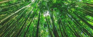 竹藪 森林浴 緑 目の保養 癒し リラックス パノラマ 壁紙ポスター 特大1440×576mm はがせるシール式 115P1
