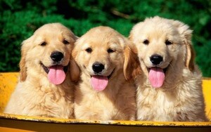 Art hand Auction Three Golden Retrievers Puppies Pet Dog Guide Dog Painting Style Wallpaper Poster Extra Large Wide Version 921 x 576mm Peelable Sticker 007W1, printed matter, poster, others