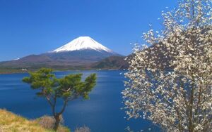 春の富士山と本栖湖の景色 絶景 風光明媚な景色 絵画風 壁紙ポスター ワイド版603×376mm(はがせるシール式)030W2 印刷物,ポスター,科学、自然