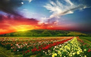 . burning. rose field Sunset rose garden flower field .. picture manner wallpaper poster extra-large wide version 921×576mm( is ... seal type )002W1