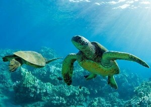 umigame blue umigame Hawaii turtle turtle sea picture manner wallpaper poster extra-large A1 version 830×585mm( is ... seal type )002A1