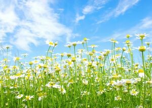  camomile . blue empty flower field flower garden picture manner wallpaper poster A2 version 594×420mm is ... seal type 011A2
