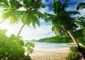  beach day difference .fiji- cocos nucifera. tree sea picture manner wallpaper poster extra-large A1 version 830×585mm( is ... seal type )028A1